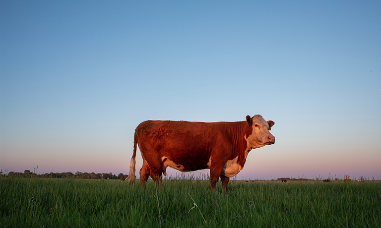 Cattle Feeding Financing