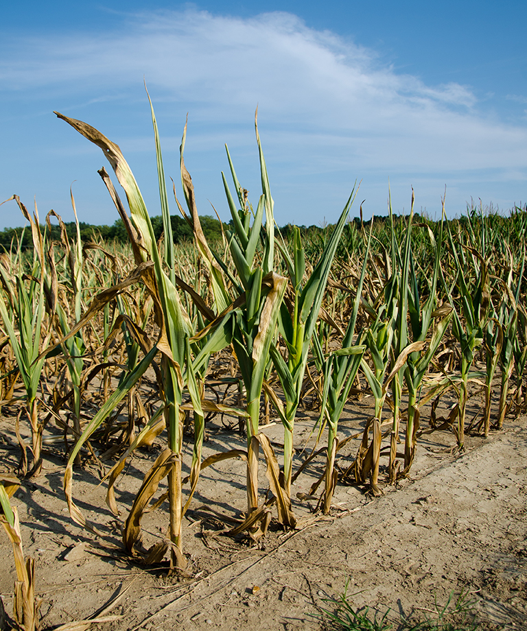 Harvesting Drought Stressed Crops The First National Bank In Sioux Falls Harvesting Drought Stressed Crops The First National Bank In Sioux Falls