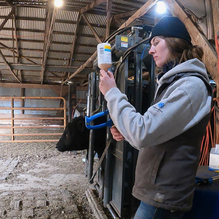 Kelsey Geraets preparing medicine for a cow.