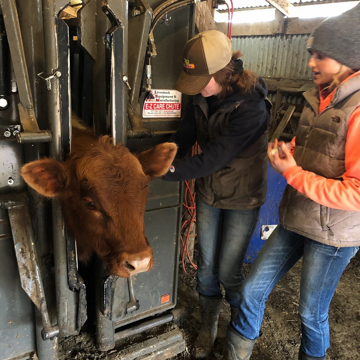 Kelsey Geraets and a female coworker tending to a cow in a shoot.