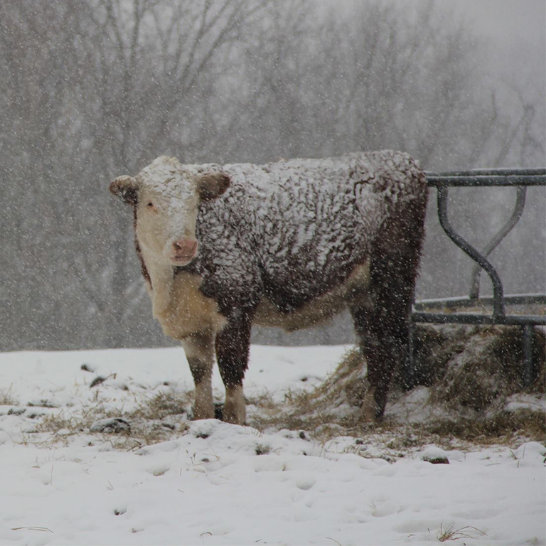 A Hereford cow standing in a snowstorm.