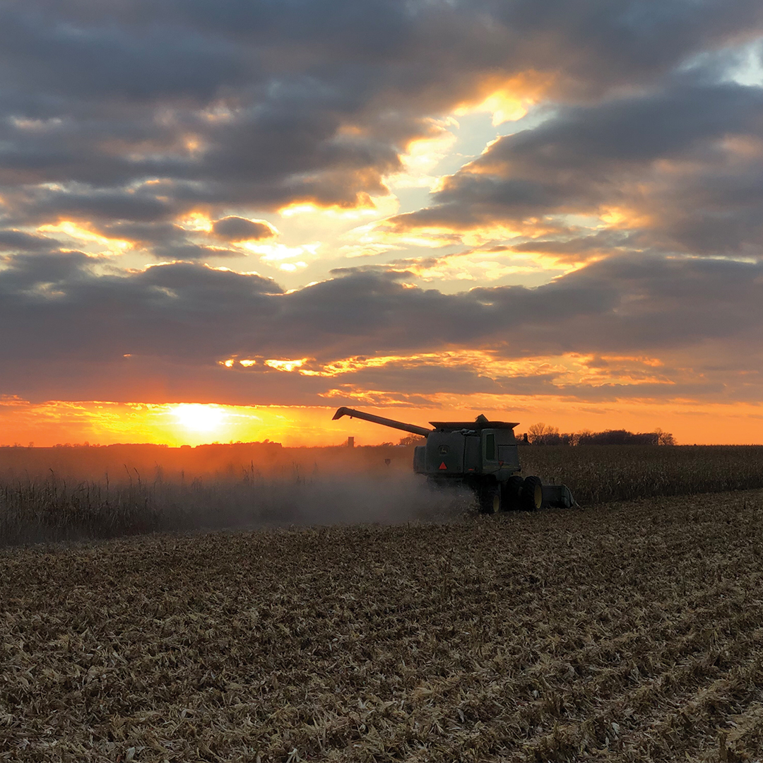 A combine in a corn field at sunset. 