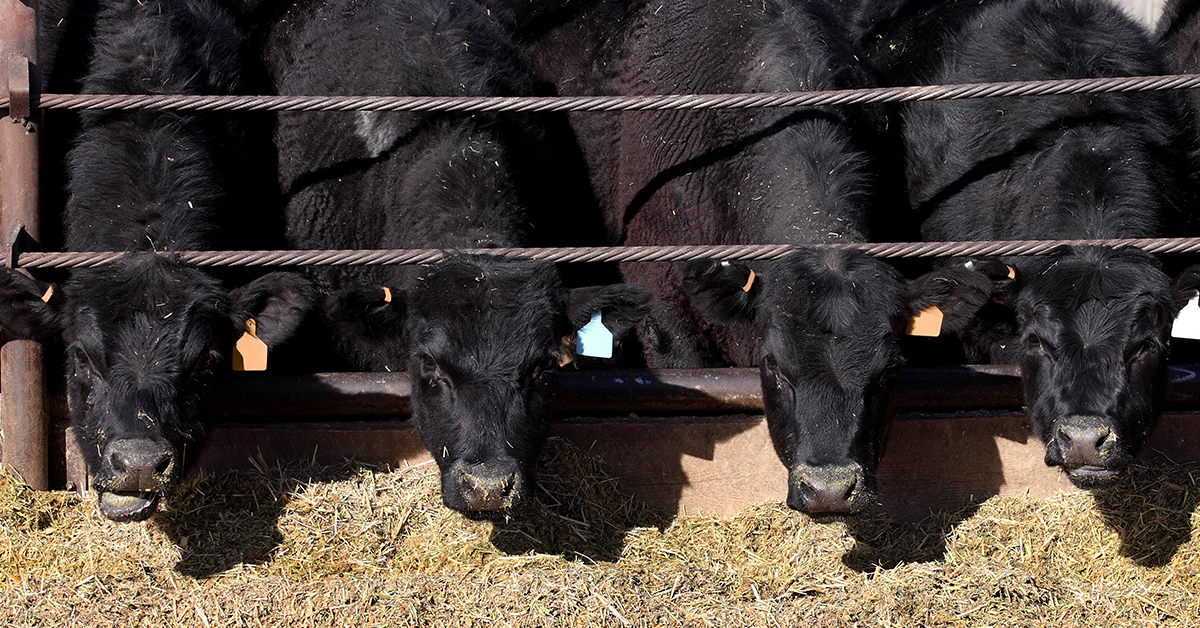 A recap of the 2025 Sioux Empire Livestock Show