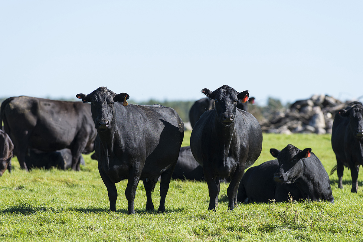 A herd of black cattle standing in a pasture.