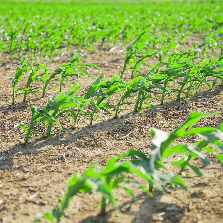 A row of corn in the summer.