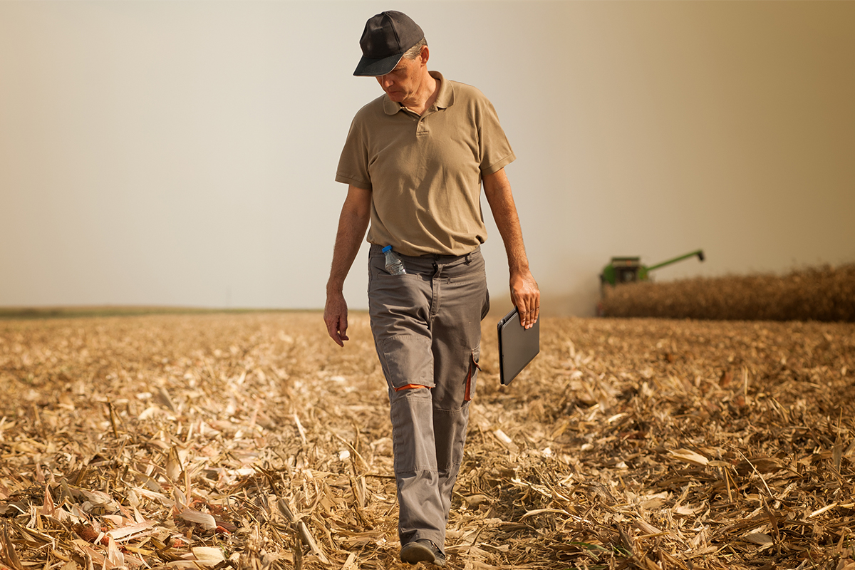 A farmer walking through a corn field during harvest while holding a laptop.
