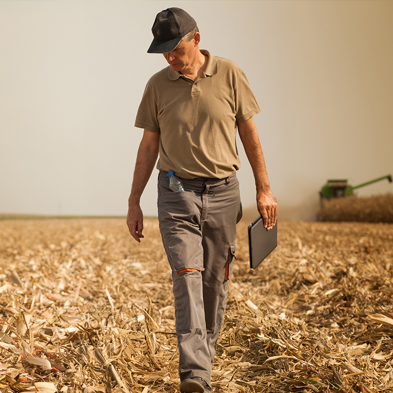 A farmer walking through a corn field during harvest while holding a laptop.