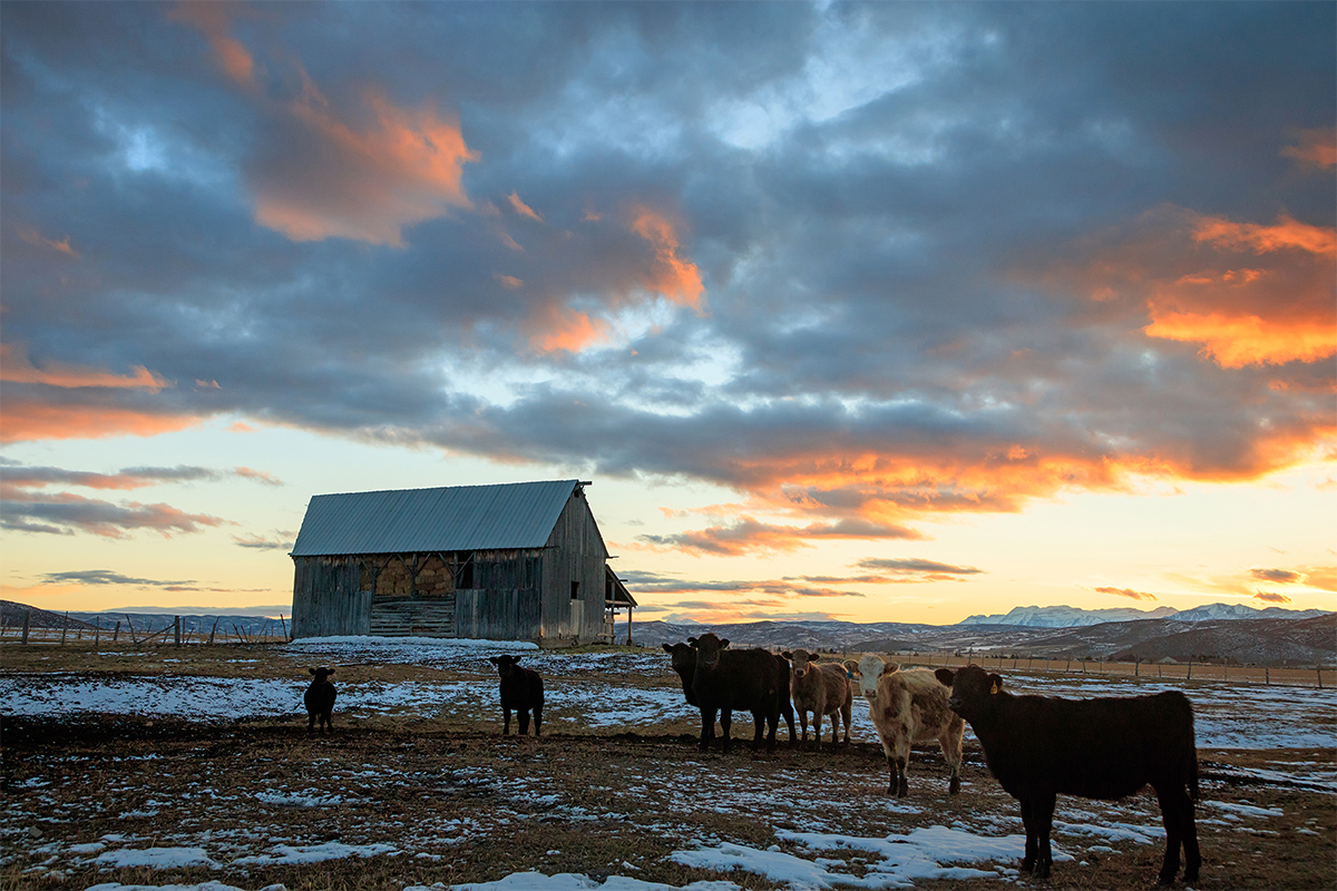 A heard of cattle standing in a snowy feedlot with a sunset in the background.