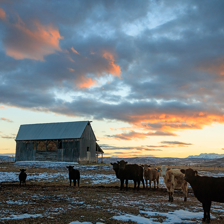 A heard of cattle standing in a snowy feedlot with a sunset in the background.
