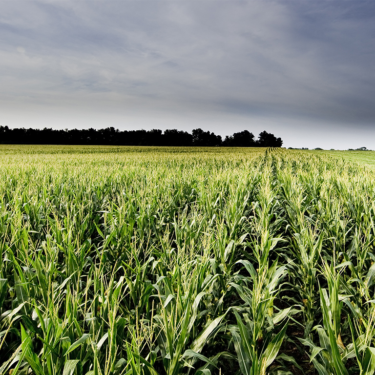 Cornfield